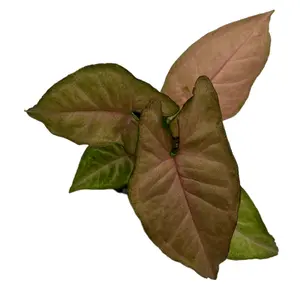 Syngonium 'Regina Red'