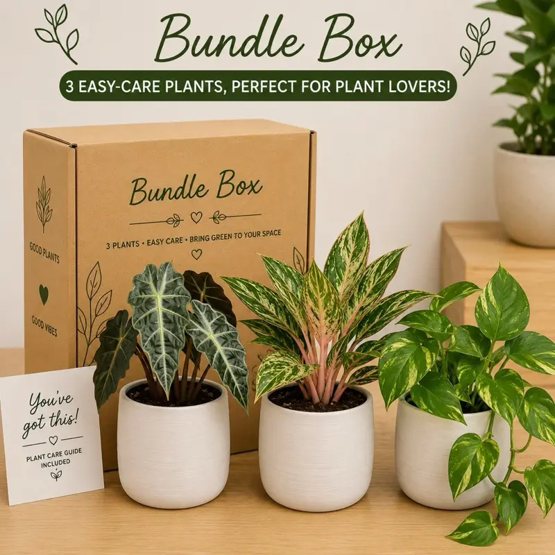 Low Light Plant Bundle Box – 3 Low Light Plant Easy-Care House plants | Beginner Friendly Indoor Plant Collection | Alocasia, Aglaonema & Pothos