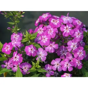 Green River 50 Violet Flame Phlox Seeds - All Seasons Blooms, Flower Seed Pack, Rich Violet Petals, Dramatic Garden Color, Perennial Ground Cover, Pollinator Attractor, Full Sun Performer, Great For Mixed Beds Or Accent Rows