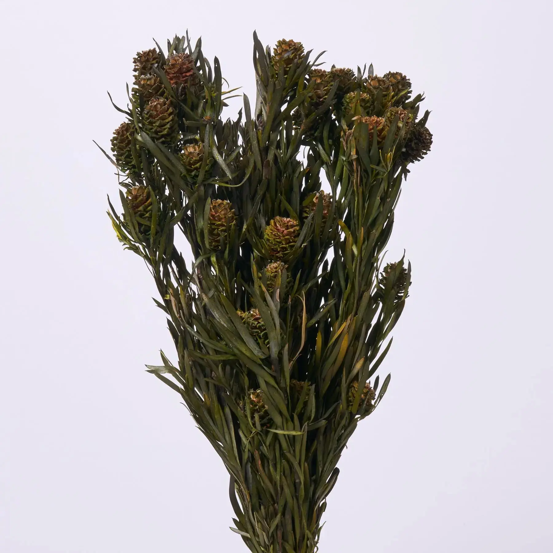 15" Naturally Preserved Dried Green Female Salignum Sunshine Conebush Flower Bouquet Bundle - Decorative Floral Artificial Flowers, Home Decor Greenery for Tabletop