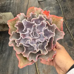 echeveria Violacina Succulent Plant 6 inch pot