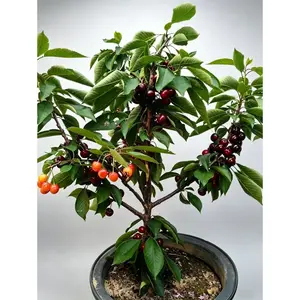 Cherry Tree Live Plants | Fast Year-round Growth | Outdoor Garden Fresh Seedlings