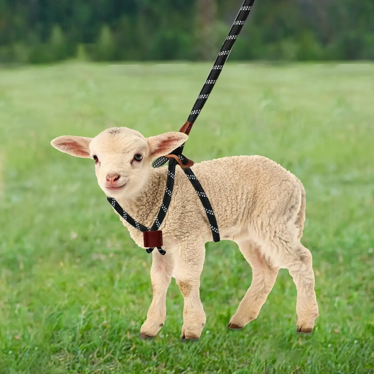 Goat Harness & Leash, Adjustable Step-in Sheep Harness, Goat Accessories, Livestock Halter Supplies for Goats and Sheep (Large)