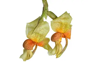 Stanhopea saccata