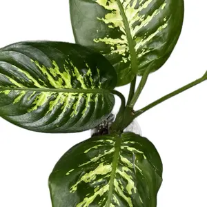 Dieffenbachia