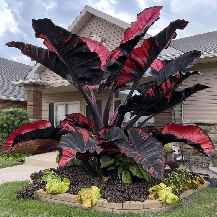 700+ Black & Red Hosta Seeds – Rare Bicolor Perennial for Bold Garden Design, Shade-Loving & Easy to Grow