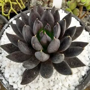 “Echeveria ‘Black Knight’  Black Aesthetic  – Unique Home Decor & Trendy Holiday Gift” Variety Pack Succulent