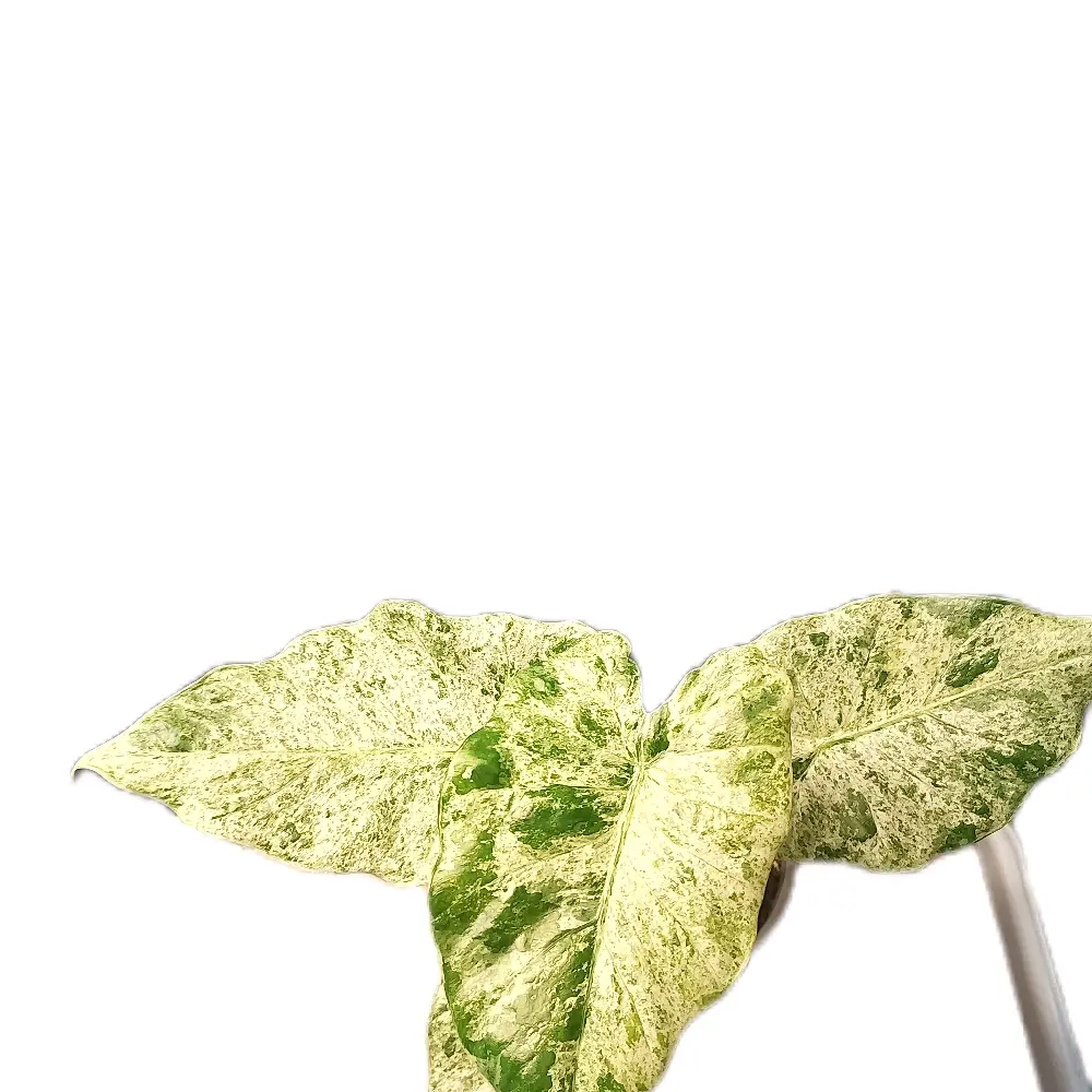 Alocasia Odora 'Batik' 5"
