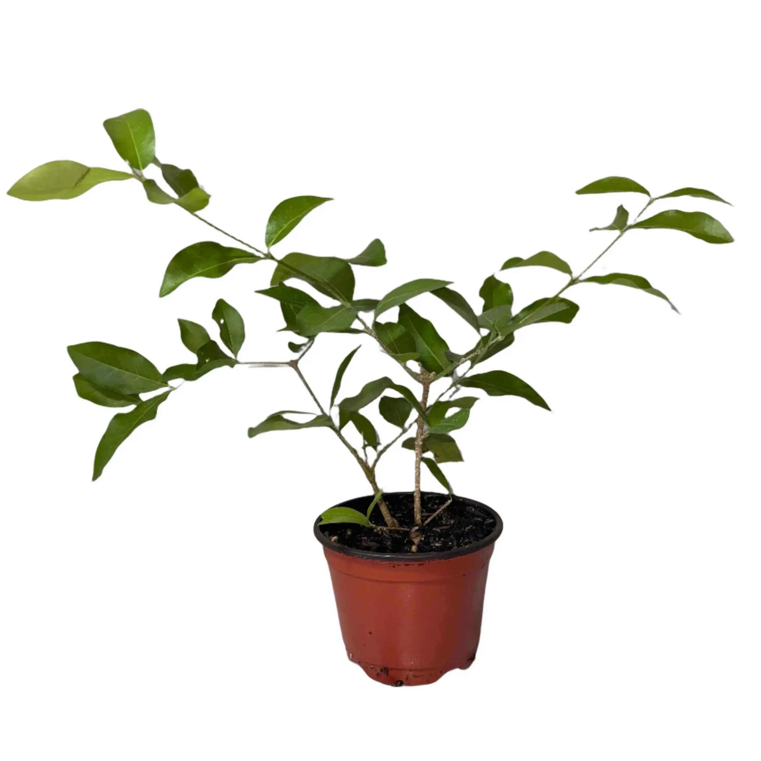 Organic Barbados Cherry Tree - Low-Maintenance, Self-Pollinating Fruit Tree - Compact, Fast-Growing - Drought-Tolerant, Ornamental - High Vitamin C Summer Fruit - Zones 9-11 - Ideal for Small Gardens, Container Gardening, Low-Maintenance Fruit