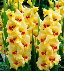 Gladiolus Bulbs Mixed Colors Sword Lily Easy to Grow Perennial Garden or Container For Colorful Blooms