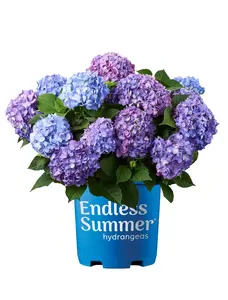Endless Summer Hydrangea Flower Seeds - 100 Count for Indoor & Outdoor Planting - Blue & Purple Blooms - Easy Gardening - All Seasons - Perfect for Beginners