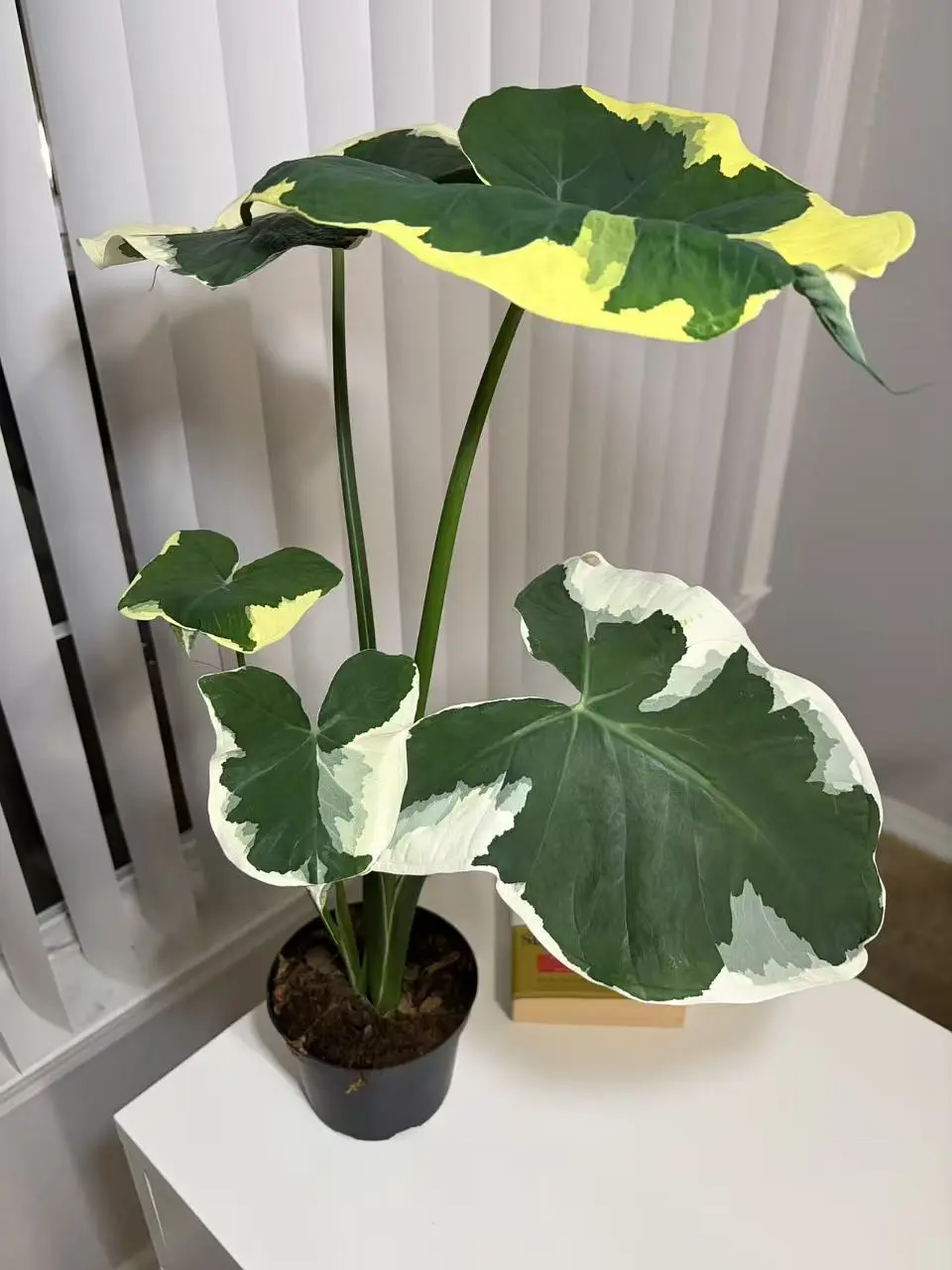 RZ-41 / 6 Inch Potted Alocasia Mickey Mouse Live Variegated Xanthosoma Tropical Aroid, Unique Lobed Heart Foliage With Dark Green Centers & Irregular Creamy White Variegated Margins, Humidity-Loving Compact Elephant Ear For Living Room Accents