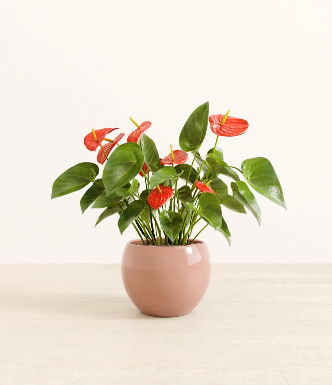 Anthurium Red
