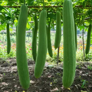 30 Super Long Luffa Gourd Seeds Extra Long Vigorous Variety for Trellis or Fence Garden Planting Compact Round Gourds Ideal for Warm Climates