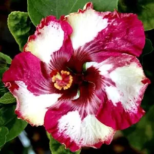 Green River 20 Red White Hibiscus Seeds - Flower Seed Pack, Hardy Perennial Bloom Mix, Pink and Burgundy Double Hibiscus Seeds for Pollinator Gardens, Outdoor Planting Essential