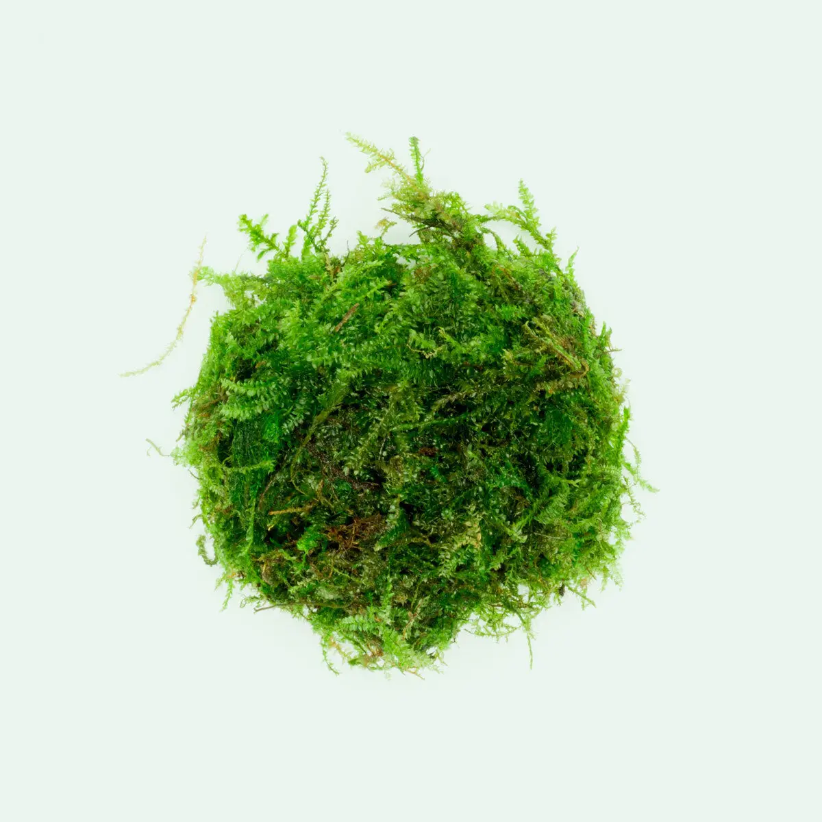 Weeping Moss