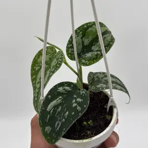 New Scindapsus tricolor dark form Live Tropical House Plant Beginner-friendly Easy Care Air Purifier Indoor Home Decoration