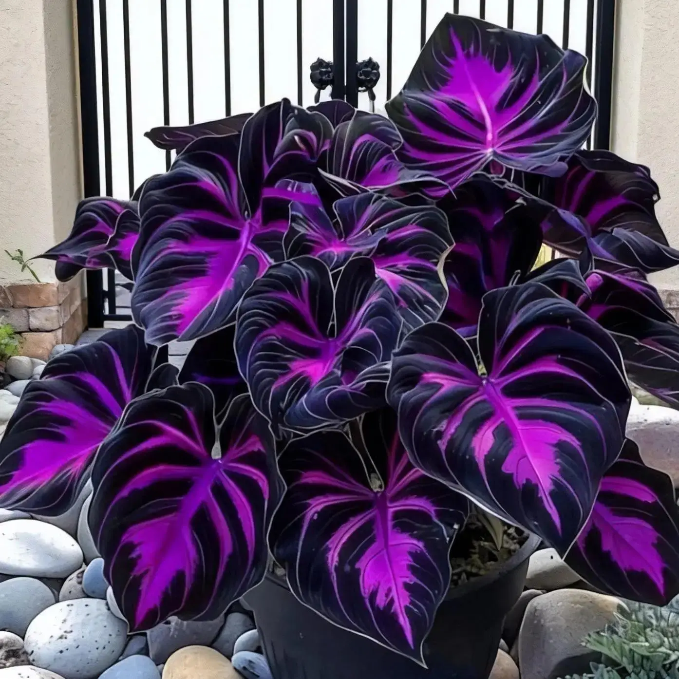 800 Pcs Premium Black Purple Hosta Seeds | Deep Bold Shade Foliage | Non-GMO Perennial - for Shade Gardens, Under Tree Planting, Patient Gardeners, Elegant Yard Decor