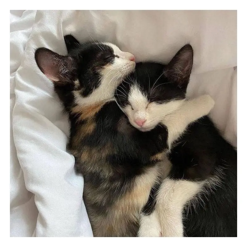 Cute Cat Black and White Hugging Couple Sticker