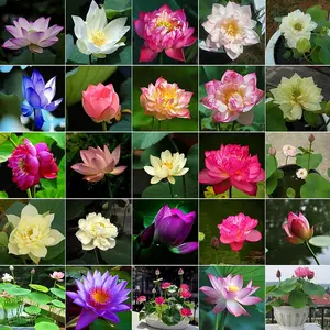 15 Pcs Mixed Bonsai Bowl Lotus Seeds - Vibrant Water Lilys Flower Plant for Fresh Gardens - Non-GMO Aquatic Seeds (Mixed Color)