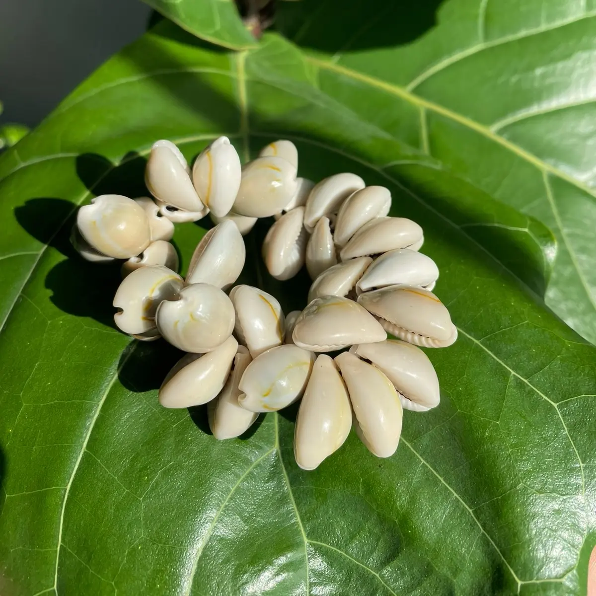 Cowrie stretch bracelet