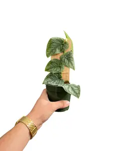 LJ Plant Nursery - Monstera Dubia - 4 Inch Attached to a Plank