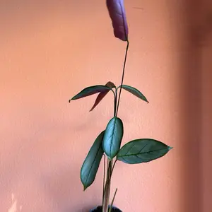 Ctenanthe Grey Star #13