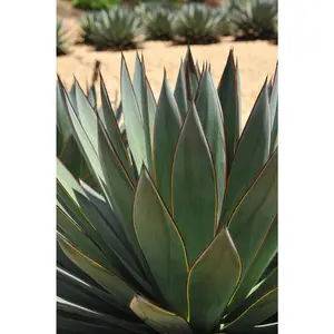 Blue Glow Agave