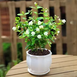 50+Jasmine seeds Fragrant Plant for Planting Garden Home Four Seasons Evergreen Silver Jasmine Garden Balcony Climbing Flower Non-GMO