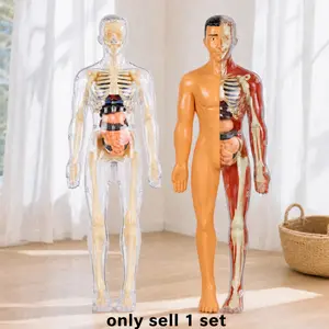 Transparent Human Anatomy Model Kit, Detachable Organs, 3D Dissection Set, DIY Assembly, Educational Toy for Kids, Stem Learning Tool