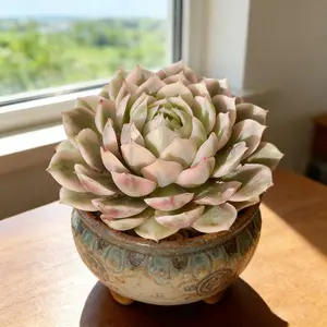 Echeveria Onslow Variegated  Light Green Live Succulent Plant – Easy Care Indoor Decor, Fresh Greenery for Home & Office