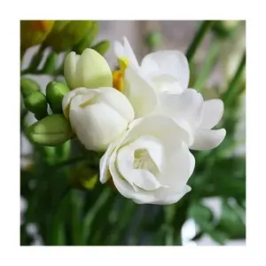 Jasmine Flower Seeds, Fragrant Varieties for Growing Beautiful Flowers, Home Garden Enhancement & Adding Natural Beauty