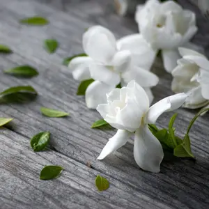 Gardenia - Candle Fragrance Oil