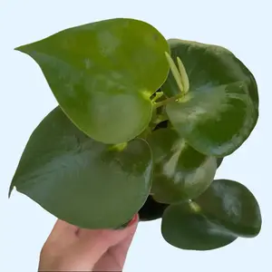 4" Peperomia Raindrop - Peperomia polybotrya Potted Indoor Plants Variegated Houseplant with Glossy Raindrop-Shaped Leaves & Compact Size for Small Spaces