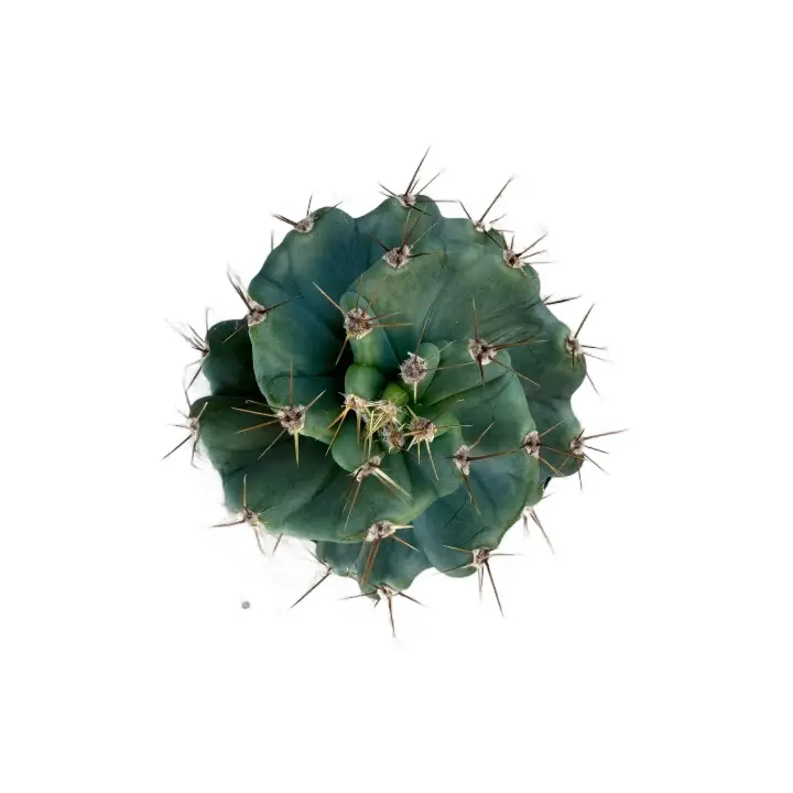 Spiral Cactus | 5.5-6.5" Tall | Cereus forbesii spiralis | Twisted Cactus | Live Cactus Plant | Indoor Plant | Drought Tolerant Plant