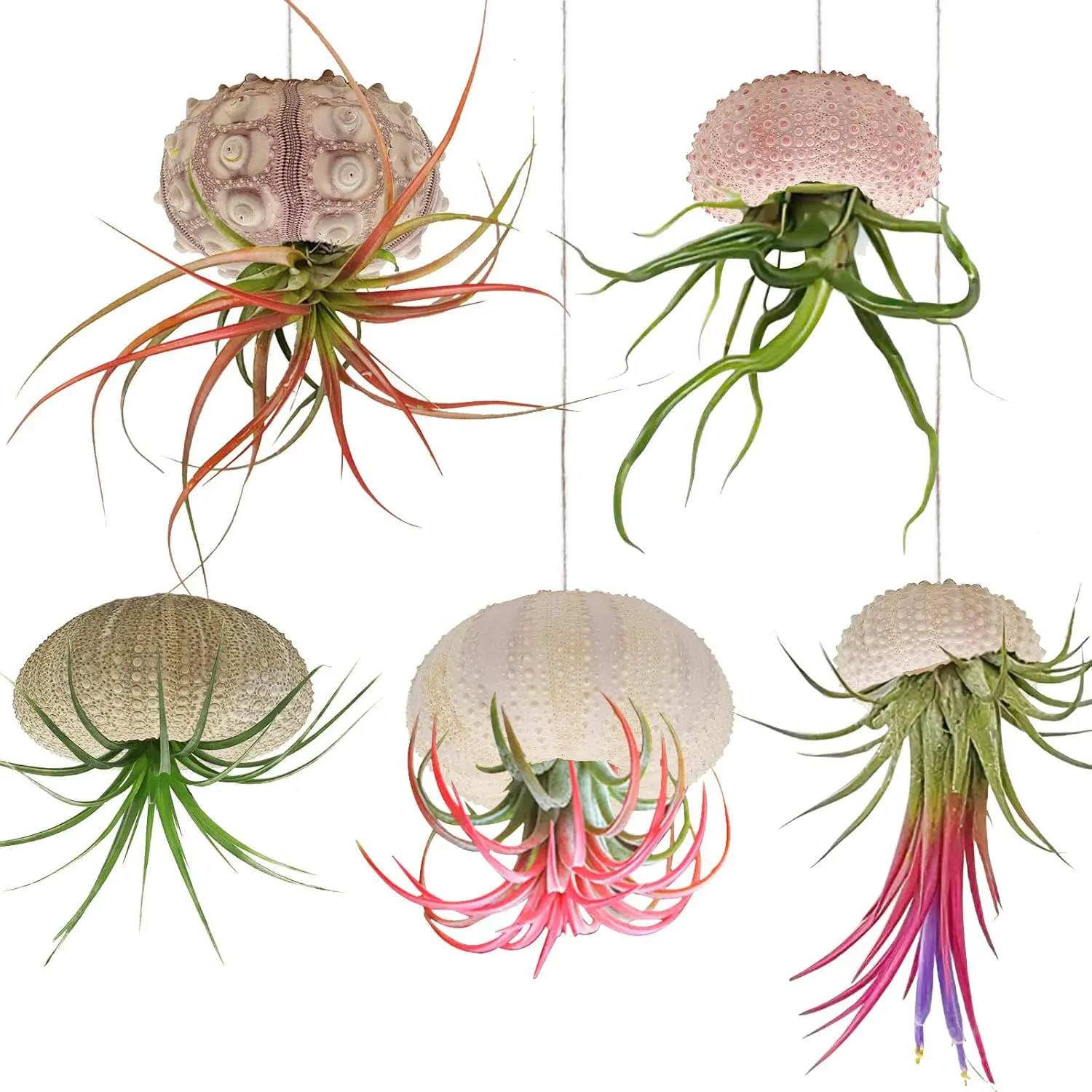 5 Pack Mini Sea Urchin Shell Hanging Planters - Cute Tillandsia Succulent Holders with Rustic Rope Hangers, Assorted Color Hanging Baskets for Container Gardening, Coastal Look Home Balcony Decor, Curtains Accent