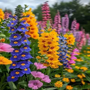 80 Hollyhock Seeds Pack – Vibrant Vertical Garden Flowers for Landscaping & Flower Beds, Seeds Only, Not Live Plants