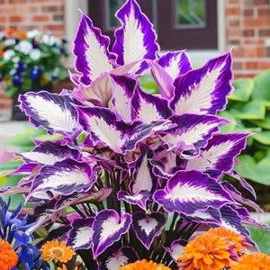 Hosta Seed Decorative Foliage Shade Garden Seed Ideal for Gifting & Natural Green Spaces Garden Border