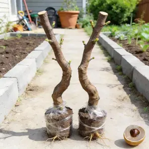 Heirloom Non-GMO Longan Sapling – Authentic Grafted Fruit Tree for High Yield in Pots & Backyards, Spring & Summer Blooms Plant