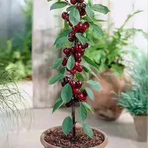 Sweet Acerola Cherry Live Plant – Grafted, Small Pit, Easy to Grow, Perfect for Pots or Garden, 17–19” Tall