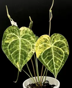 Rare Anthurium Clarinervium Variegated Live Plant 2-Inch Pot | Variegated Velvet Anthurium | Collector Aroid