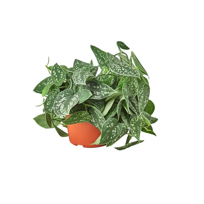 House Plant Dropship 6-POTHOS-SATIN-NURSERY.POT 6 in. Pothos Satin Pot