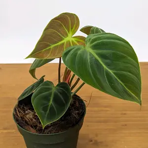 Philodendron Rubrijuvenile El Choco juvenile Plant in 4 inch pot live Houseplant Tropical Plants