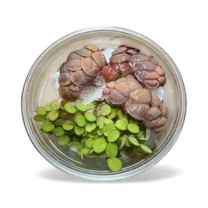 Red Root Floaters & Salvinia Minima – Live Aquarium Floating Plants