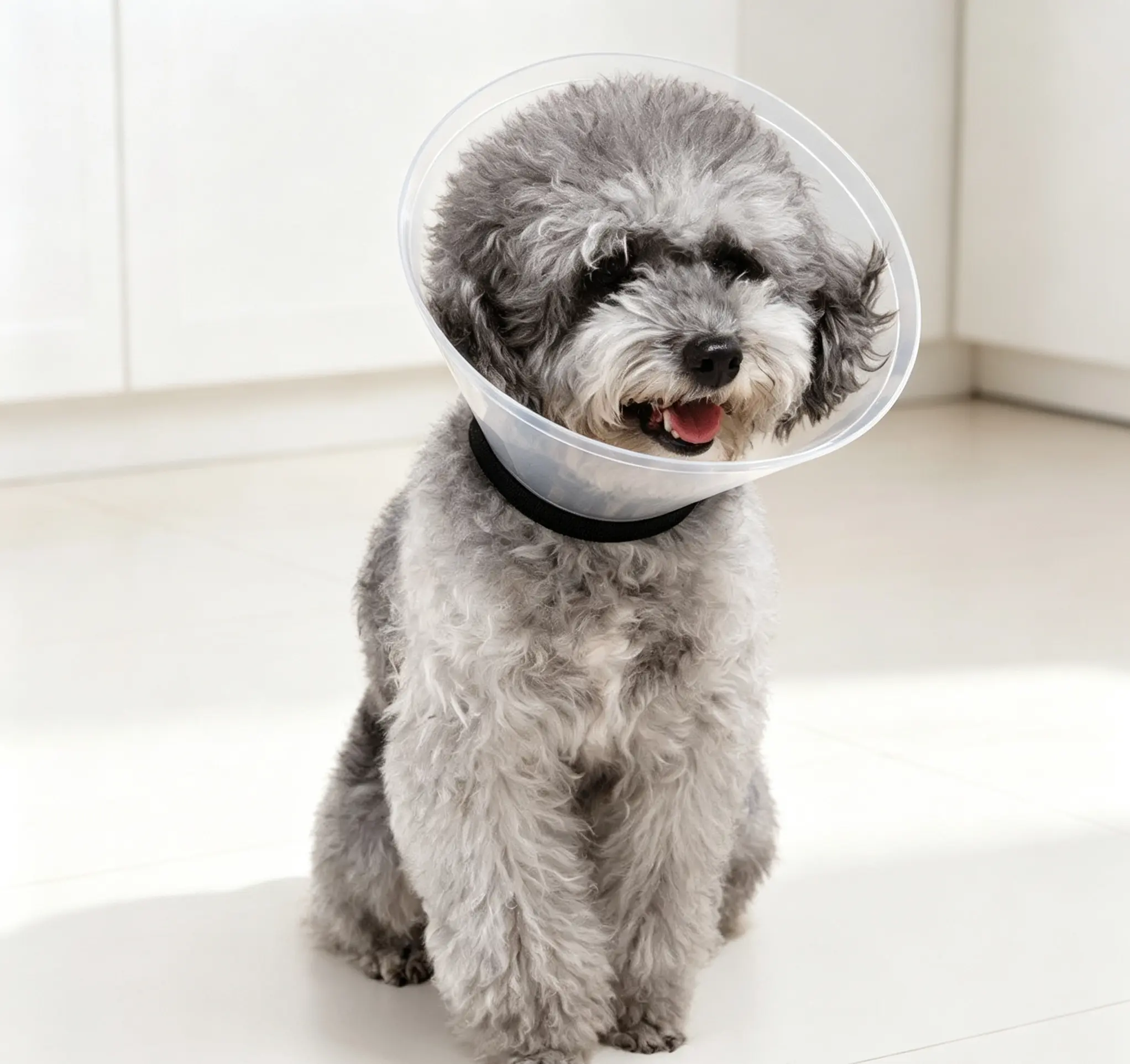 Pet Recovery Collar Cone for Dogs & Cats, Adjustable Anti-Lick Anti-Scratch Elizabethan Collar for Surgery, Grooming, Wound Healing, Multi-Size