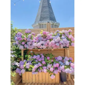 Hydrangea Flower Seeds 200 seeds Mixed Color Seeds Colorful Perennial Blooms for Outdoor Gardens Hardy and Low Maintenance Seeds for Beautiful Landscapes