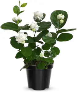 Tuscany Grand Duke Jasmine Plant live 4" Pot