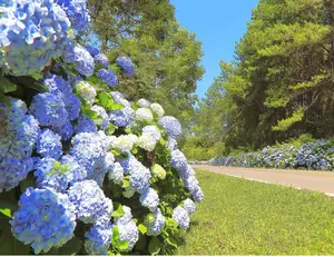 Blue Hydrangea Seeds Easy to Grow Perennial Flower High Germination Rate Colorful Blooms All Season Perfect for Home Garden Patio Balcony Indoor Outdoor Decoration