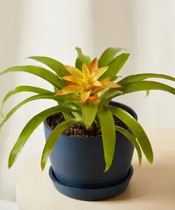 Bromeliad Guzmania