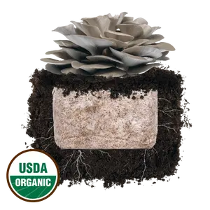 Italian Oyster 'Plant & Grow' Mushroom Starter Block